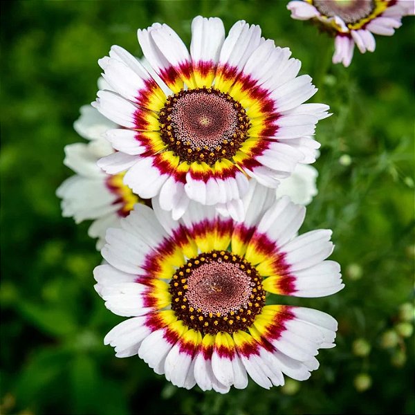 Sementes da Flor Crisântemo Pintado (Chrysanthemum coronarium)