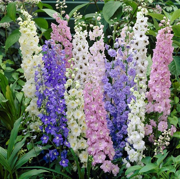 Sementes da Flor Esporinha Foguete Sortida (Consolida regalis)