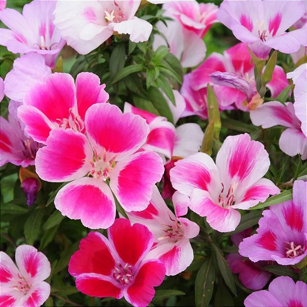 Sementes da Flor de Cetim Sortida (Clarkia amoena)