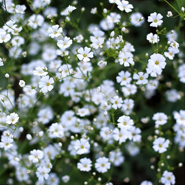 Sementes da Flor Mosquitinho Branco (Gypsophila elegans)