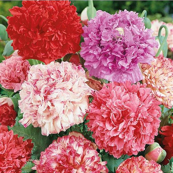 Sementes da Flor Papoula Peônia Sortida  (Papaver rhoeas)