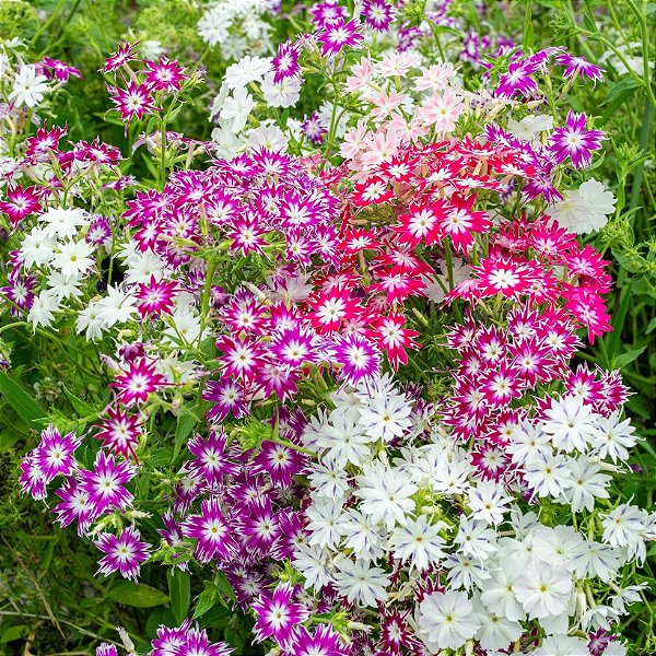 Sementes da Flor Phlox Estrelada (Phlox drummondii)