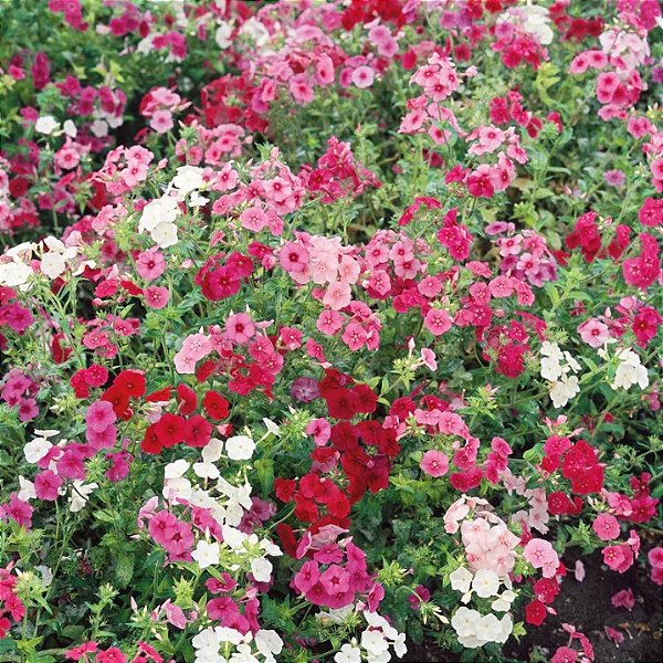 Sementes de Phlox Drumond (Phlox drummondii)