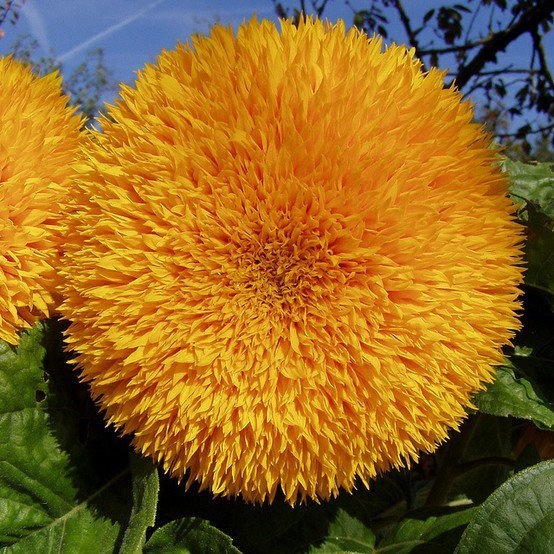 Sementes de Girassol Anão Ursinho de Pelúcia (Helianthus annuus)