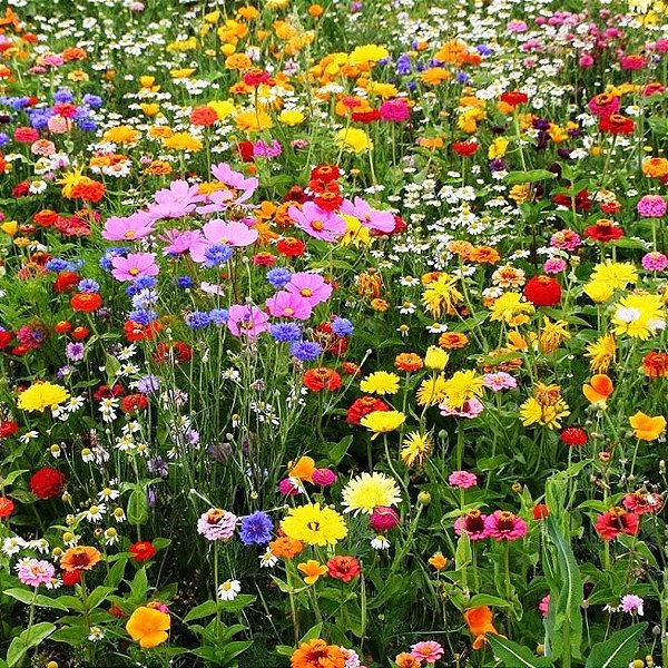 Mix 500 Sementes de Flores Sortidas - 18 Espécies Misturadas - Para Jardim e Floreiras