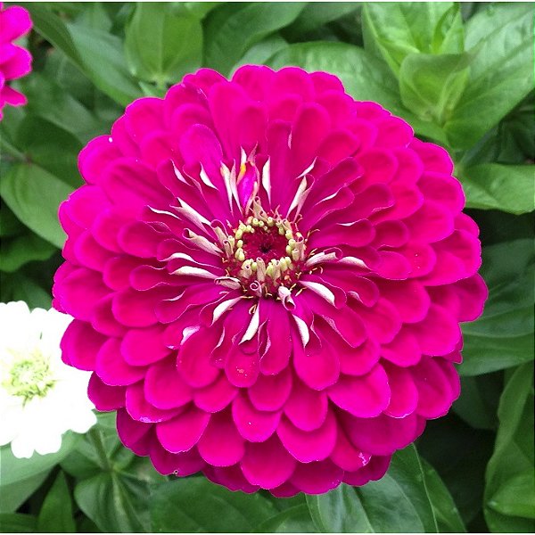 Sementes da Flor Zinia Gigante Rosa Pink