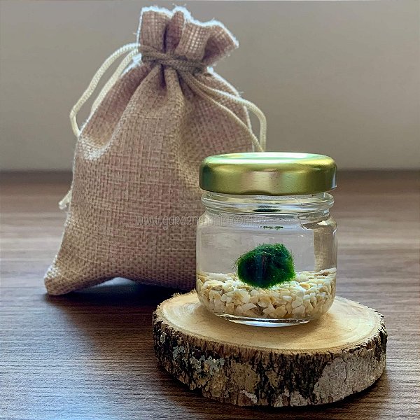 Marimo Ball no Potinho 30ml