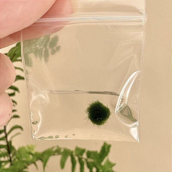 Marimo Ball Micro 0,5 cm – Esfera de Musgo Viva Natural