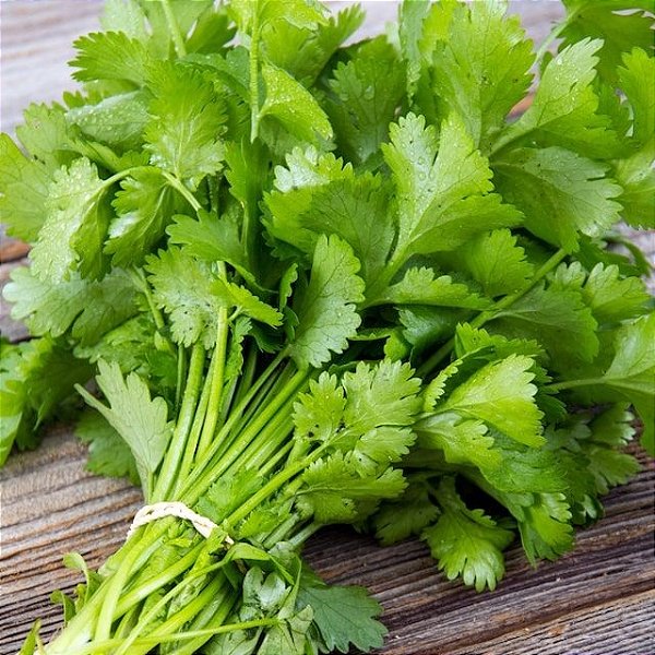 Sementes de Coentro Verdão (Coriandrum sativum L.)