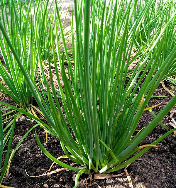 Sementes de Cebolinha Todo Ano Nebuka (Allium fistulosum)