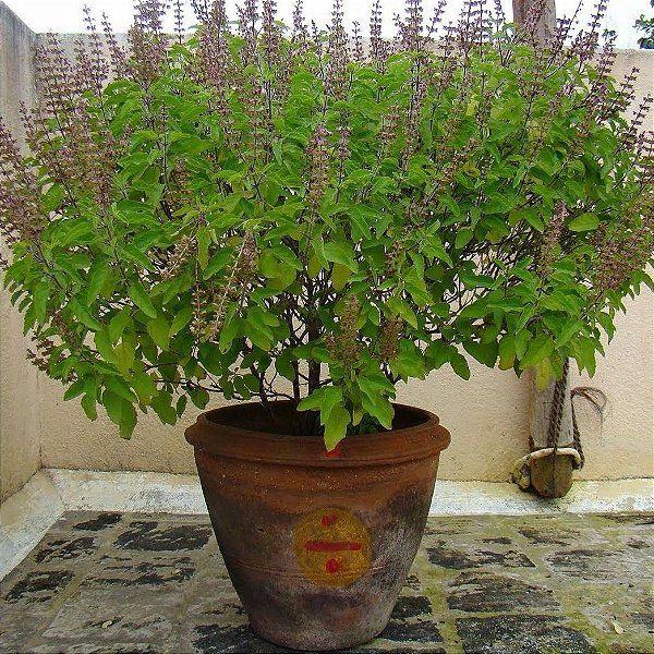 Sementes de Manjericão Sagrado - Tulsi (Ocimum tenuiflorum)