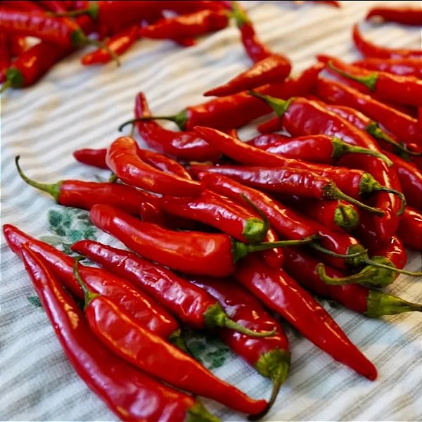 Sementes de Pimenta Caiena (Cayenne Pepper) – Capsicum frutescens