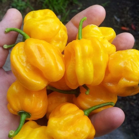 Sementes de Pimenta Habanero Amarela (Capsicum chinense)