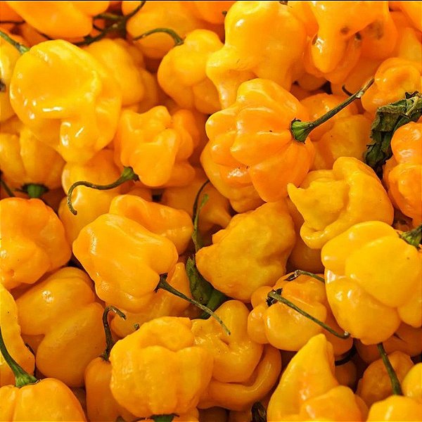Sementes de Pimenta Jamaican Yellow (Capsicum chinense)