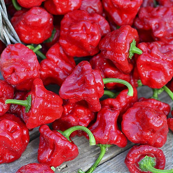 Sementes de Pimenta Jamaican Red (Capsicum chinense)