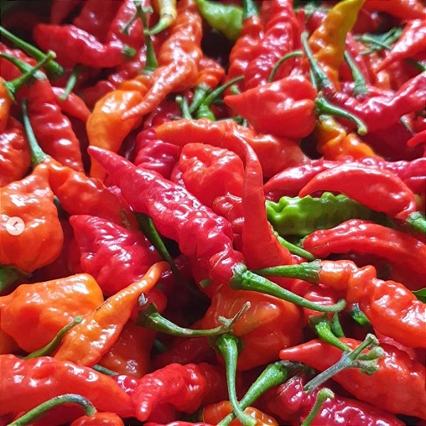 Sementes de Pimenta Murupi (Capsicum chinense)