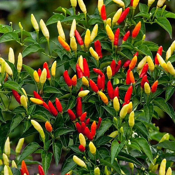 Sementes de Pimenta Tabasco (Capsicum frutescens)