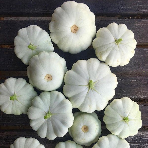 Sementes de Abóbrinha Suspiro (Cucurbita pepo L.)