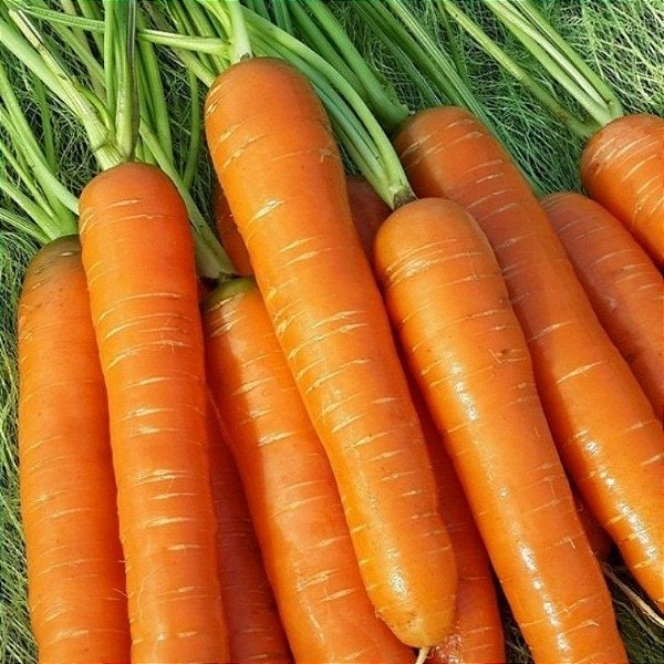 Sementes de Cenoura Meia Estação (Daucus carota)