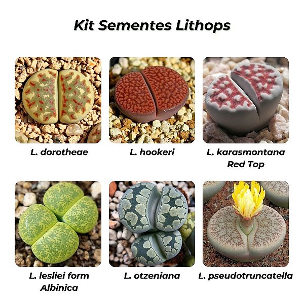 Kit Coleção de Lithops - 6 espécies diferentes - 10 sementes de cada