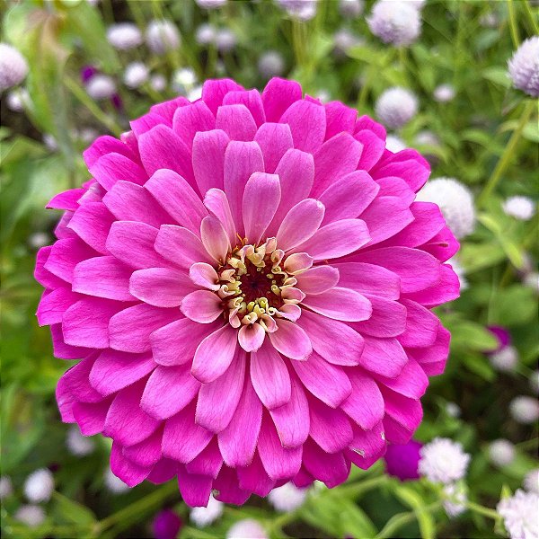Sementes de Zinia Rosa (Zinnia elegans) 15 unidades