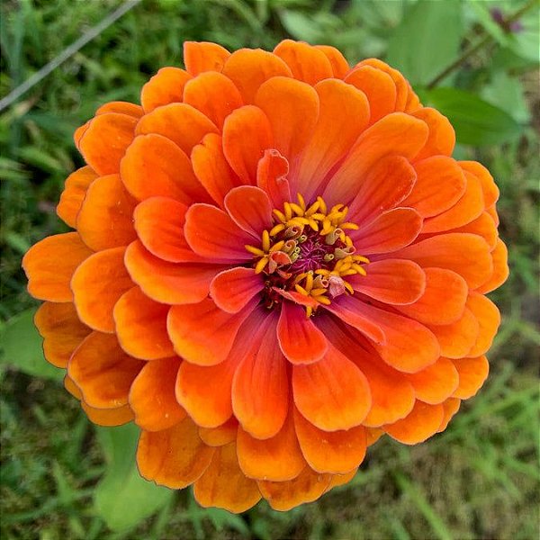 Sementes de Zinia Laranja (Zinnia elegans) 15 unidades