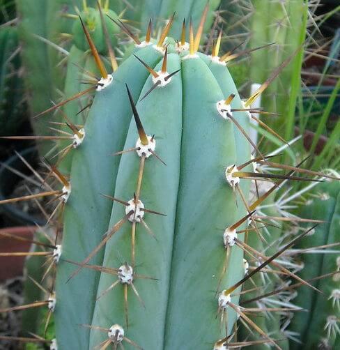 Trichocereus peruvianus - Cactos Tocha Peruana - 10 Sementes