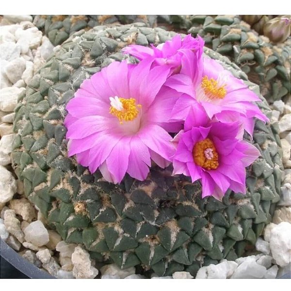 Ariocarpus kotschoubeyanus v. sladkovskyi - 05 sementes
