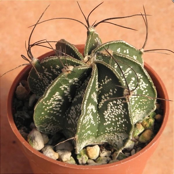 Astrophytum capricorne var. minor - 10 Sementes