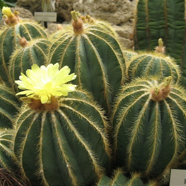 Parodia magnificus - 10 sementes - Eriocactus, Cacto Balão