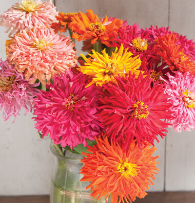 Zinia Cactus Sortida (Zinnia elegans) - 30 SEMENTES