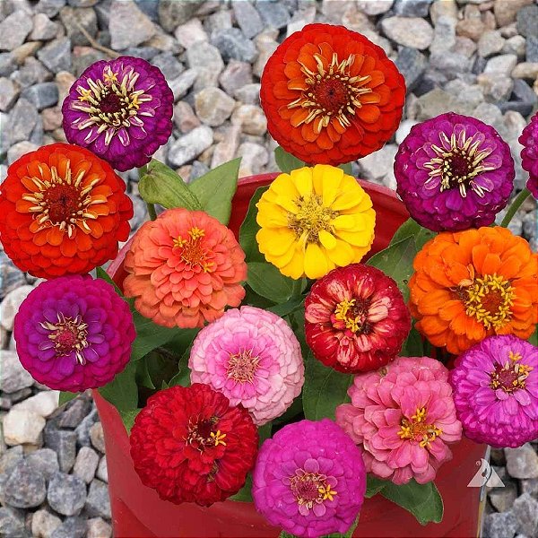 Zínia Liliput (Zinnia elegans) - 30 SEMENTES