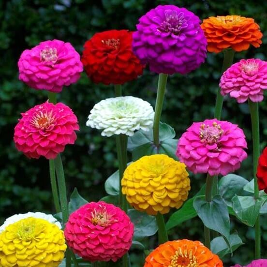 Sementes de Zínia Liliput (Zinnia elegans)