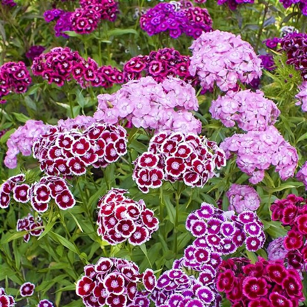 Cravina Barbatus Sortida (Dianthus barbatus) - 50 SEMENTES