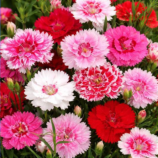 Cravina Dobrada Sortida (Dianthus chinensis) – 50 SEMENTES