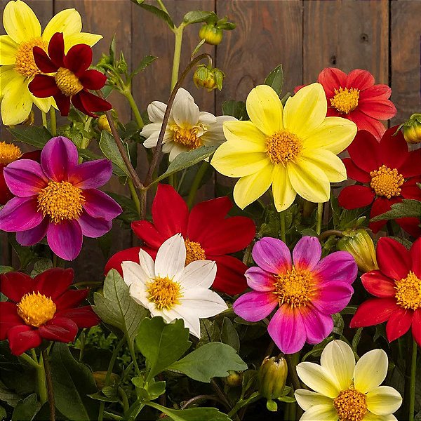 Dália Coltness Sortida (Dahlia pinnata) - 20 SEMENTES