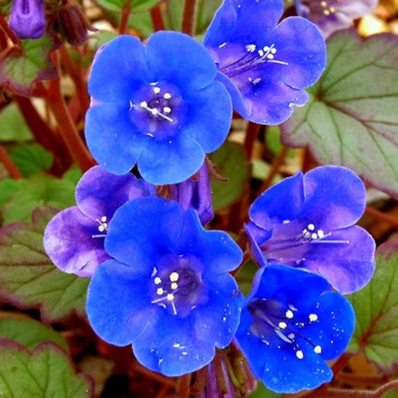 Facélia Azul, Desert Bluebells (Phacelia campanularia) - 50 SEMENTES