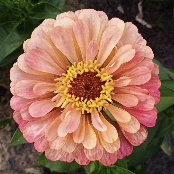 Zinia Dália Dobrada Salmão (Zinnia elegans) - 30 SEMENTES