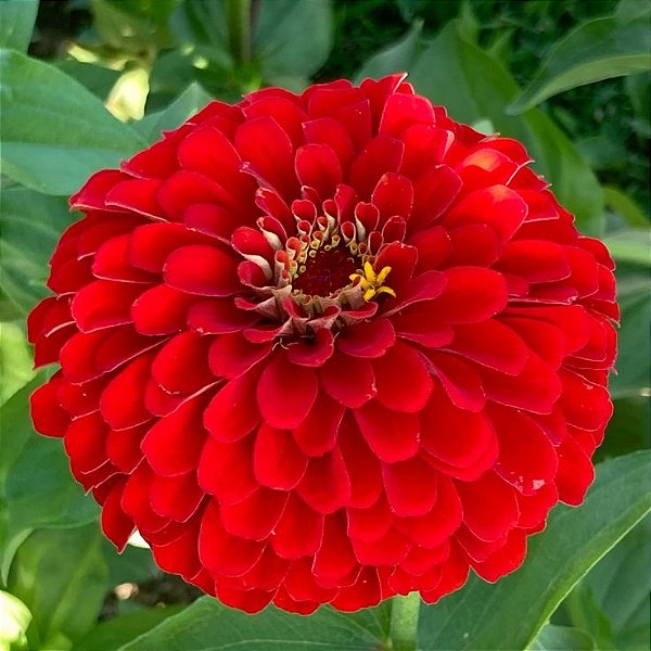 Zinia Dália Dobrada Vermelha (Zinnia elegans) - 30 SEMENTES