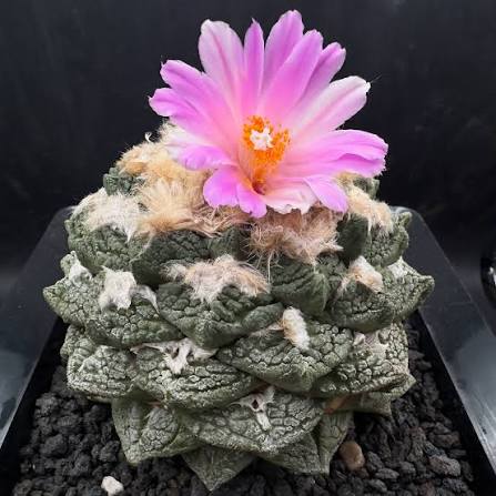 Ariocarpus fissuratus - 05 sementes