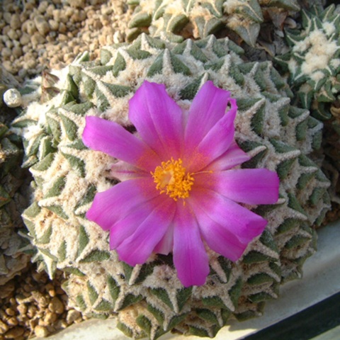 Ariocarpus kotschoubeyanus v elephantidens - 05 sementes