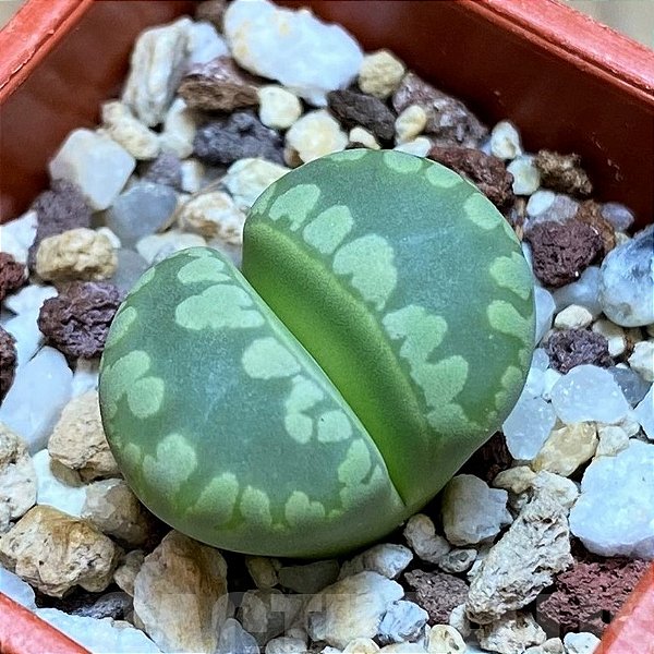 LITHOPS otzeniana cv Aquamarine - 10 sementes
