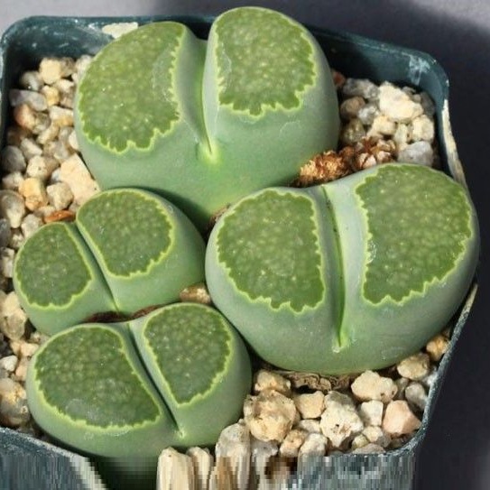 LITHOPS salicola v Malachite form - 10 sementes