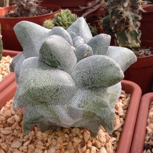 Astrophytum myriostigma cv Kituko Ranpo - 05 sementes