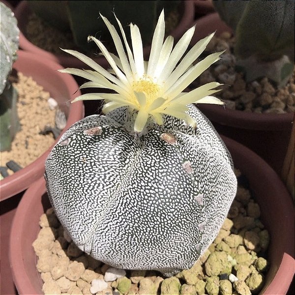 Astrophytum myriostigma v tricostatum - 05 sementes
