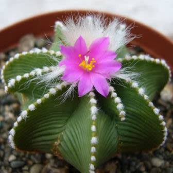 Aztekium hintonii - 05 sementes