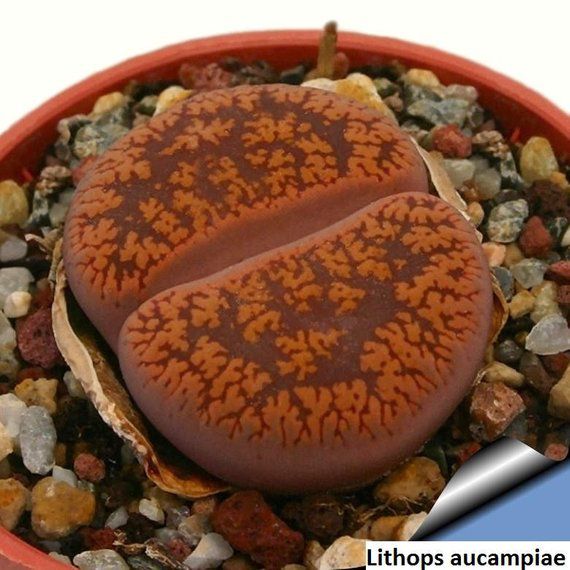 Sementes de Lithops aucampiae (10 sementes)