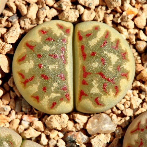 Sementes de Lithops dorotheae (10 sementes)