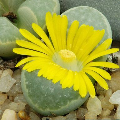 Sementes de Lithops helmutii (10 sementes)