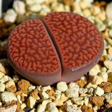 Sementes de Lithops hookeri (10 sementes)